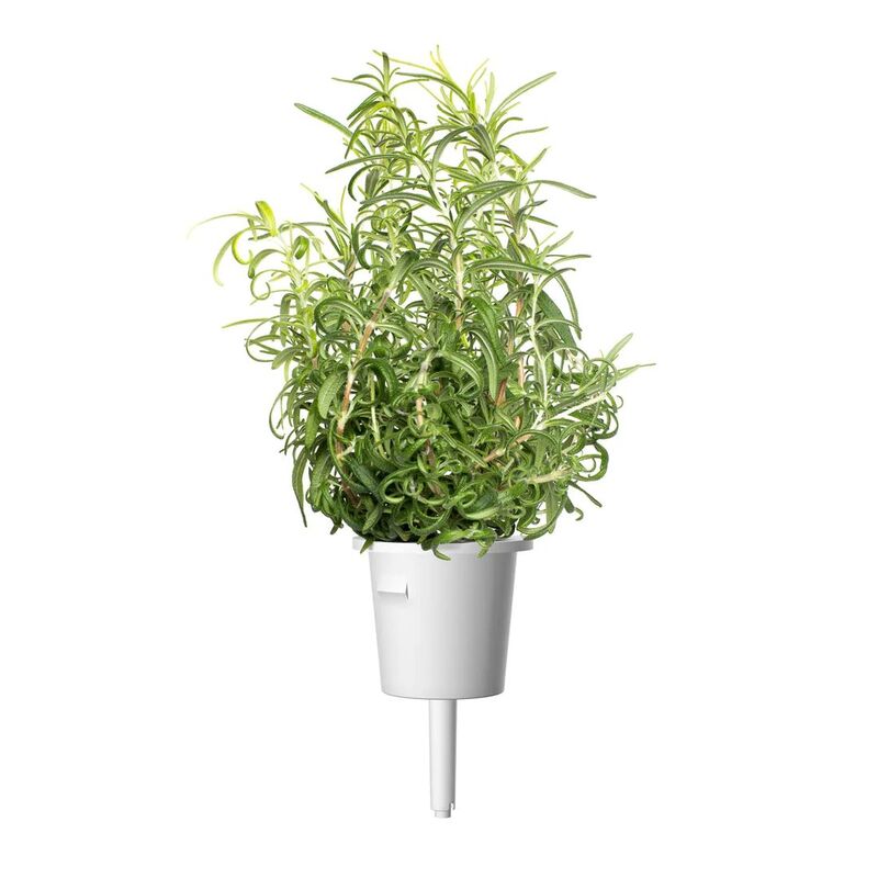 Click & Grow Rosemary Smart Garden refill (Pack 0f 3)